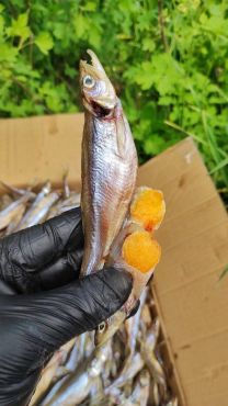 Корюшка Балтійська частково  з ікрою 